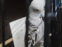 Maşallah show jumbo muhabbet kuşu damızlık ve yavrular