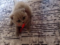 2 aylık scottish fold mia kızım