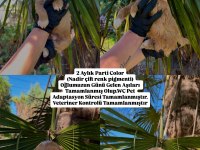 EŞSİZ ÇİFT PİGMENT RENK PREMİUM POODLE BABY