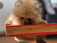 Mikro Pomeranian Bardak Boy