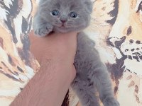 Teddy face scottish fold yavrular yeni ailesini bekliyor