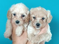 Dişi ve erkek maltipoo köpekler