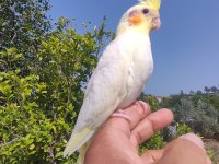 Bebek sultan papağanlar