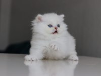 British longhair yavrularımız