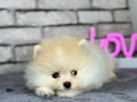 Pomeranian boo