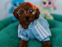 Şecereli Mini Boy Toy Poodle Yavrularımız