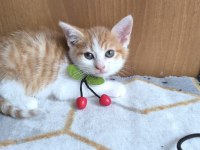 Kedimize acil yuva aranıyor