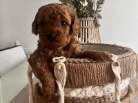 RED BROWN TOY POODLE BEBEKLER