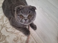 Çok uysal sevecen scottish fold