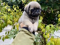 Birbirinden Sevimli ve Oyuncu Pug Yavrularım