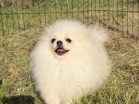 Karbeyaz Erkek Pomeranian Boo