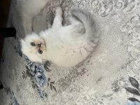 Scottish Fold Kedimiz