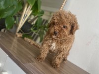 KORE KAN ORJİNAL ERKEK TOY POODLE