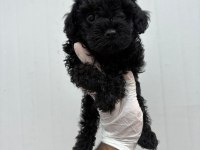Siyah inci toy poodle