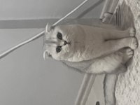 Kedim 1 buçuk yaşında british shorthair acil