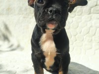 French Bulldog ile Farklı Bağlar Kurabilirsiniz