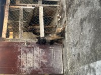 5 aylık belçika kurdu