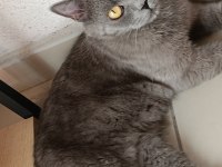 DİŞİ SCOTTİSH STRAİGHT KEDİMİZ ANNE TECRÜBESİ VARDIR