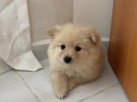 ERKEK POMERANİAN BEBEK