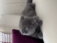 Yavru scottish fold 1 aylık