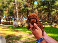 Toy poodle mı istemiştiniz