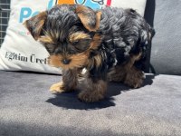 Wc eğitimli anti allerjik tea cup yorkshire terrier