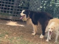 Orjinal Border Collie Yavrular