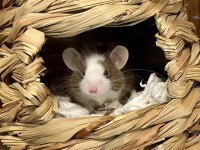 Lab - Rat - Dumbo Rat - Panda Mice Adrese Teslim Mevcut