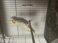 Hazır 2 adet sultan papağanı