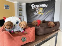 KAR BEYAZ MALTESE YAVRULAR TOY POODLE YAVRULAR ANKARA 