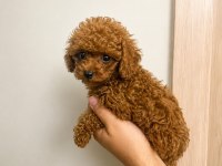 Toy Poodle Red Lekesiz Orjinal Erkek Dişi Yavru Aşılı