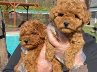 Red Brown Toy Poodle Yavruları İstanbul