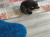 British shorthair cins cana yakın bir kedi