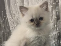 British longhair erkek kedimiz