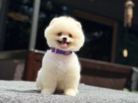 Sevimli pomeranian safkan köpekler