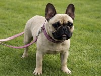 FRENCH BULLDOG FAWN DİŞİ