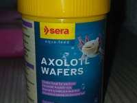 ACİL SATILIK LEUCISTIC AXOLOTL YEM ILE BIRLIKTE