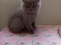 2 aylık erkek british shorthair