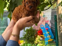 Orjinal Teacup Kore Dark Brown Poodle Yavrular