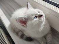 British Shorthair Dişi Yavru