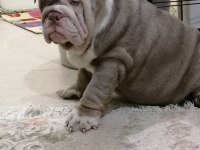 RENKLİ İNGİLİZ BULLDOG ÇOCUKLAR