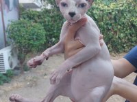 Anne altında safkan elf kulaklı SPHYNX yavrusu
