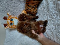 Toy poodle köpeği