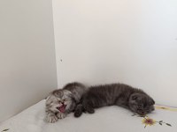 Güzeller güzeli scottish fold kızımız kendine yuva arıyor