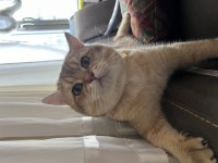 British shorthair oğlumuza eş arıyoruz