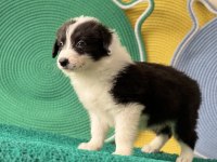 Dost Canlısı Enerjik Border Collie Yavrular