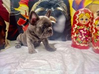 Blue erkek french bulldog bebekler yeni ailelerini arıyor