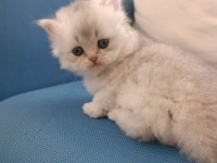 Silver british longhair şekerler