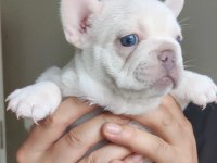 Egzotik French Bulldog Yavrular