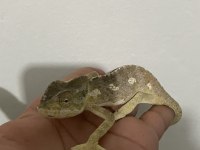 Genç anaç Chamaeleo chamaeleon Bukalemunu